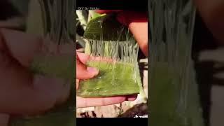 Aloe Vera Gel Face Pack | Summer Skincare | DIY By Shikha | #Shorts