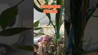 베란다에서 고추 수확했어요 #옥상텃밭 #소소한행복 #베란다 #고추 #작물 #수확
