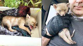 Baby fox looking for help and came to people. Little baby fox rescue.