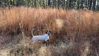 Pointer and Brittany!