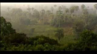 The Nature Conservancy - Forests