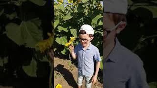 факты о подсолнухе