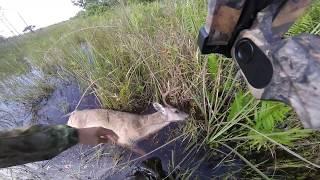 FLORIDA PUBLIC LAND ARCHERY 8pt 2017: Big Buck Down "Bruiser" (Swamp N Stomp ep. #2 Part 2)