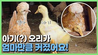 아직까지 아무도 눈치채지 못한 정체..