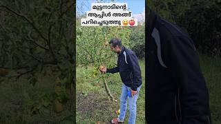 അല്ല പിന്നെ പിയർ ️ #ukmalayali #kerala  #familyvlogs #malayalamfamilyvlog #apple #trip #india