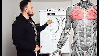 RICHTIG DIE BRUST AUFBAUEN  ANATOMIE UND TRAININGSTIPPS! Fitness Info Video PowrotTV