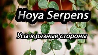 Hoya Serpens- усы в разные стороны