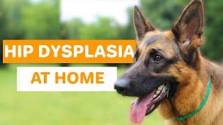 How To Treat Your Dog’s Hip Dysplasia at Home