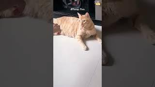 #cat #funny #happycats #catmemes #music #memes #trending #trendingshorts #new #reels