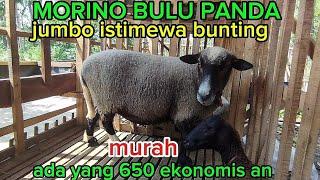 NURIA FARM !! UNTUK STOK DOMBA FULL ISTIMEWA SEMUA WA 085704128791 balituri prambon nganjuk jatim