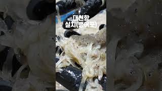 뱅어포는 뱅어가 아닌 실치로 만들어진다!