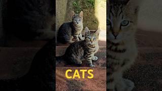 Cats cats #cat #cute #catlover #animals #kitten #animals#animallover