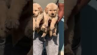 cheapest dog shop in delhi /book now /9910812378