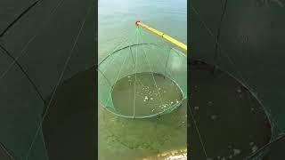 Outdoor fishing | Fishing net. #trap #breed