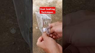 Root grafting techniques #grafting #graftingtechnique  #sambungakar #rootgrafting #howtografting