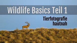 Tierfotografie hautnah! Wildlife-Basics Teil 1: Meine Tricks für die Wildlife-Fotografie