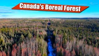 Bushcraft Adventure in the Canadian Boreal Forest: Grouse Harvest & Wilderness Lunch