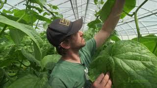 How To Trellis Greenhouse Cucumbers For More Harvests