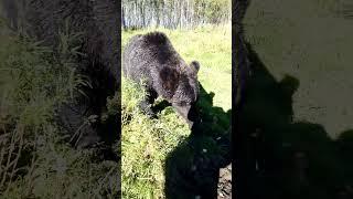 Медведи гуляют всё меньше и меньше. #bear