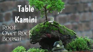 How to make a root over rock bonsai.টেবিল কামিনির রুট ওভার রক বনসাই। Table Kamini.