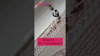 Как быстро дохнут клопы после дезинсекции
