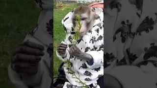 с праздником друзья, продолжение на канале #monkey #домашняяобезьяна #macaque  #обезьяна #capuchin