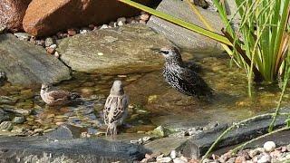 Szpaki, makolągwy, wróble i mazurki w kąpieli / Starlings, linnets and sparrows in the bath