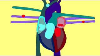 BIO FOR TODAY INTRO: WEB LINKS & VIDEOS