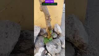 APPLE TREE #tutorialsvideo #gardening