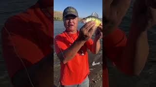 Here Is Seven Having An Incredible Day Fishing: Multiple Species Day In Colorado: #fishing #shorts