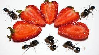 Ants Vs Strawberry Timelapse - Ants Eating Timelapse