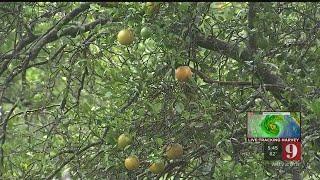 Video: 9 Investigates agricultural tax exemption for growers