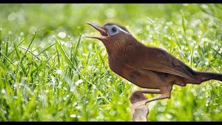 SUARA BURUNG WAMBI GACOR DURASI PANJANG BUAT MASTERAN