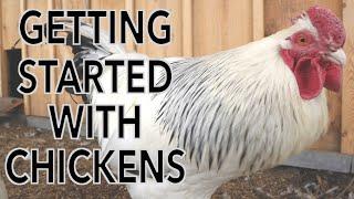 Beginners Guide to Raising Chickens