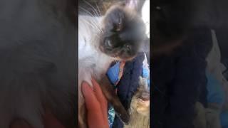 purrs sweet purrs