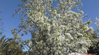 Flowering Pear Tree