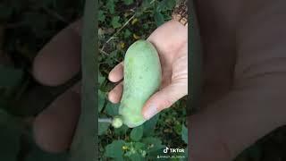 Pawpaw - A Native Fruit of North America