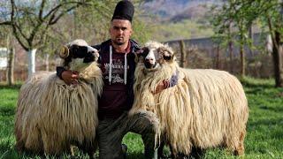 FRUMOASELE OI BREZE ALE TÂNĂRULUI FLORIN BOGDAN DE LA ISCRONI (PETROȘANI), JUD. HUNEDOARA