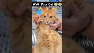 THIS MAKES ME CRY ll CAT NEED HELP #cat #catlover #poor#sad #kitten