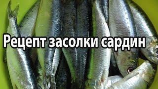 Рецепт засолки сардин