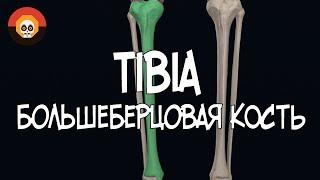 Большеберцовая кость (Fibula) 3D Анатомия