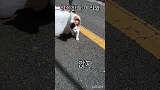 심심하면#길고양이 #재미로고양이 #집사#straycat