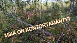 Kontortamänty, mikä puulaji se semmonen on?