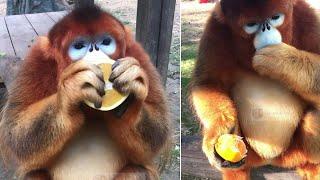 He eats all Flavedo and oil sacs | I love to watch that all day! Golden monkey