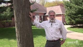 Tree Laws: Tree on Property Line, Who is Responsible?