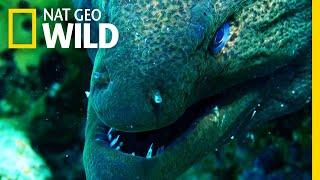 Moray Eel vs. Whitetip Reef Shark | Shark vs. Predator