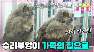 [#새롭동물농장] 더 넓은 세상으로 한 발짝 도시 생활을 끝내고 자연으로 간 수리부엉이 가족의 감동 서사 / EP.1223 #TV동물농장 #AnimalFarm #SBSstory
