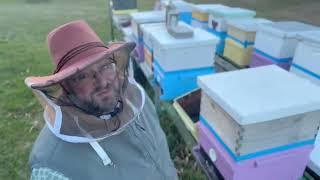 Late winter beekeeping | What’s going on in Maryland