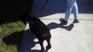 Service Dog Ace walking up stairs, second time