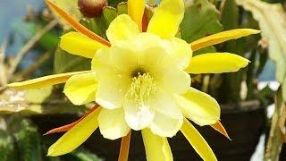 Epiphyllum Blüten